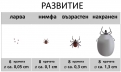 Какъв е жизненият цикъл на кърлежа?